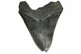 Bargain, Fossil Megalodon Tooth - South Carolina #186667-2